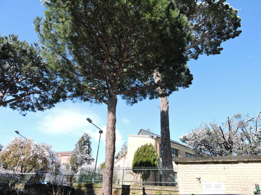 albero scuola garibaldi genzano