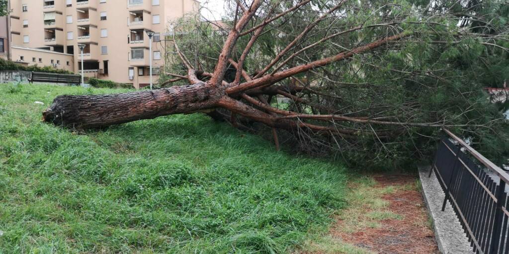 Albero via Napoli Genzano