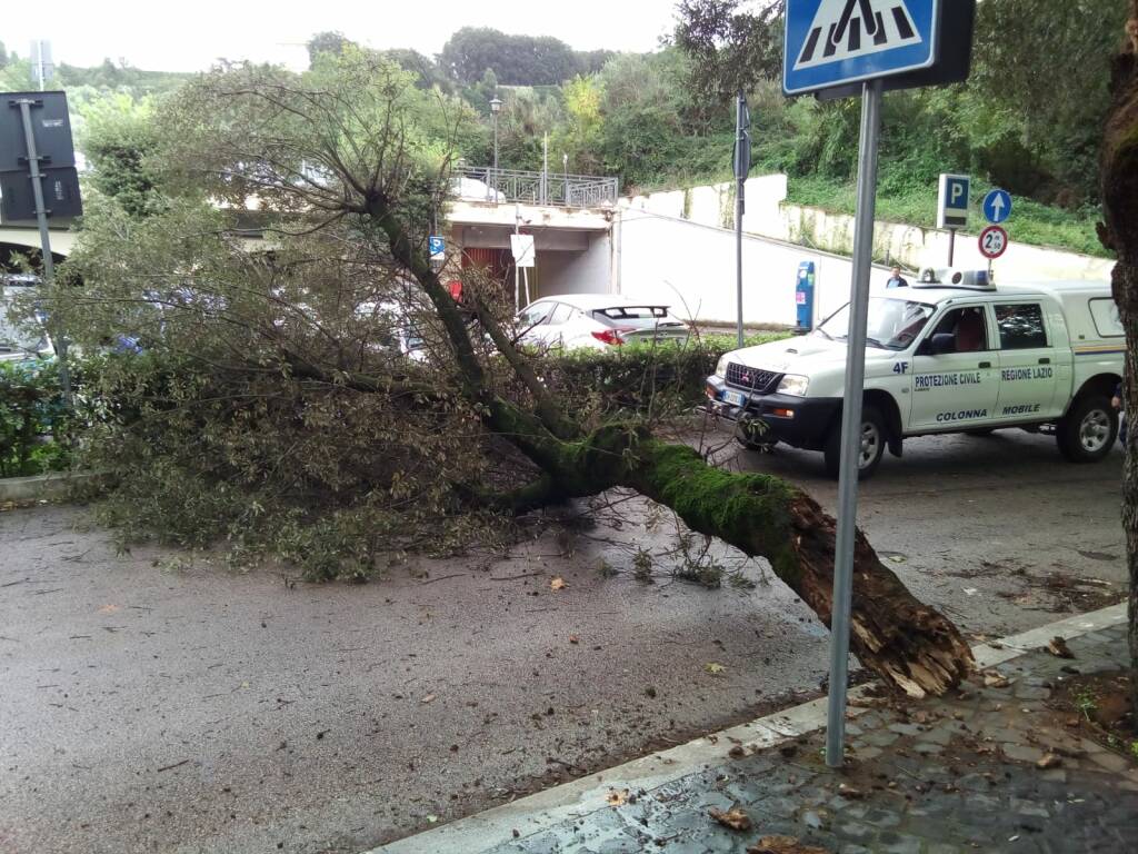albero caduto in via Consalvi a Frascati