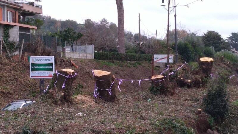 Alcuni degli alberi tagliati in via Romagna, Genzano