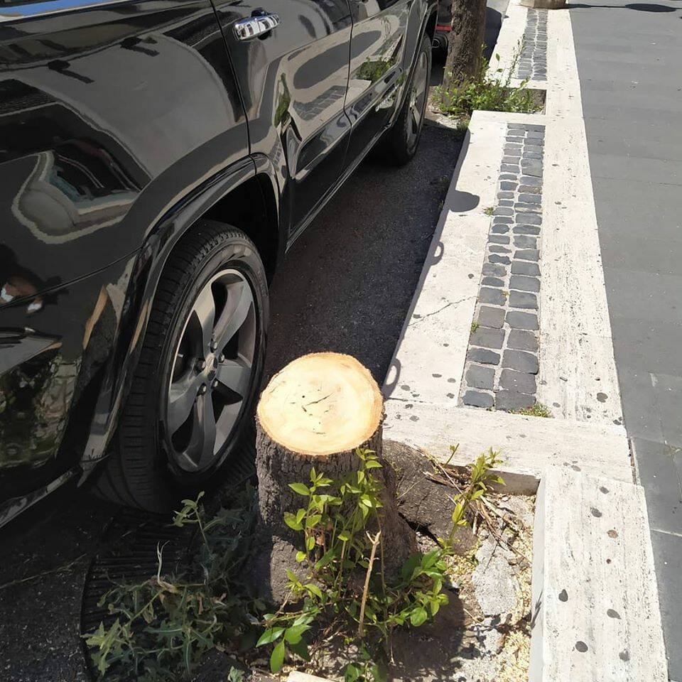 albero decapitato genzano