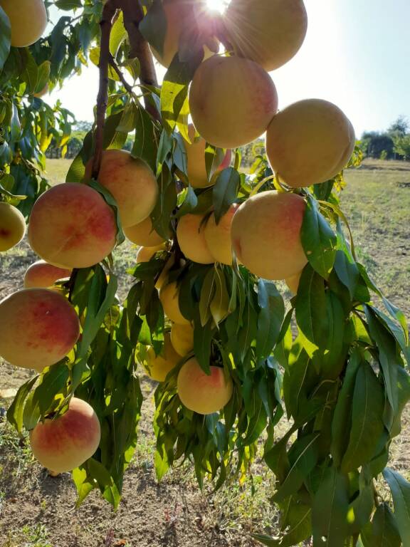 azienda agricola