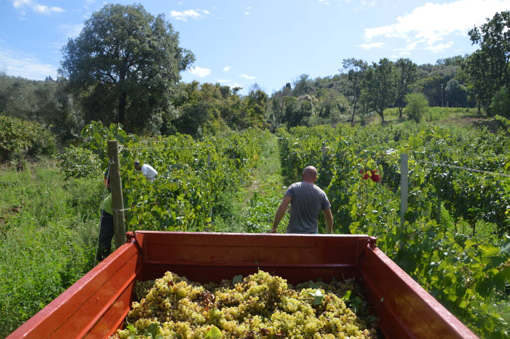 cantina villa simone frascati