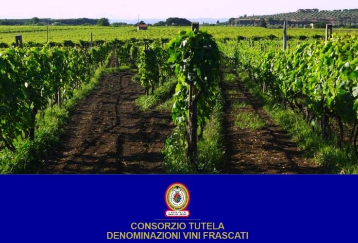 vigneto-frascati-doc-logo-by-consorzio-tutela-denominazione-vini-frascati