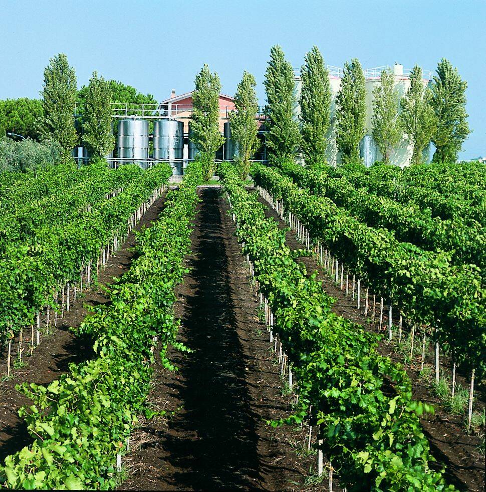 parte dei vigneti dell'azienda