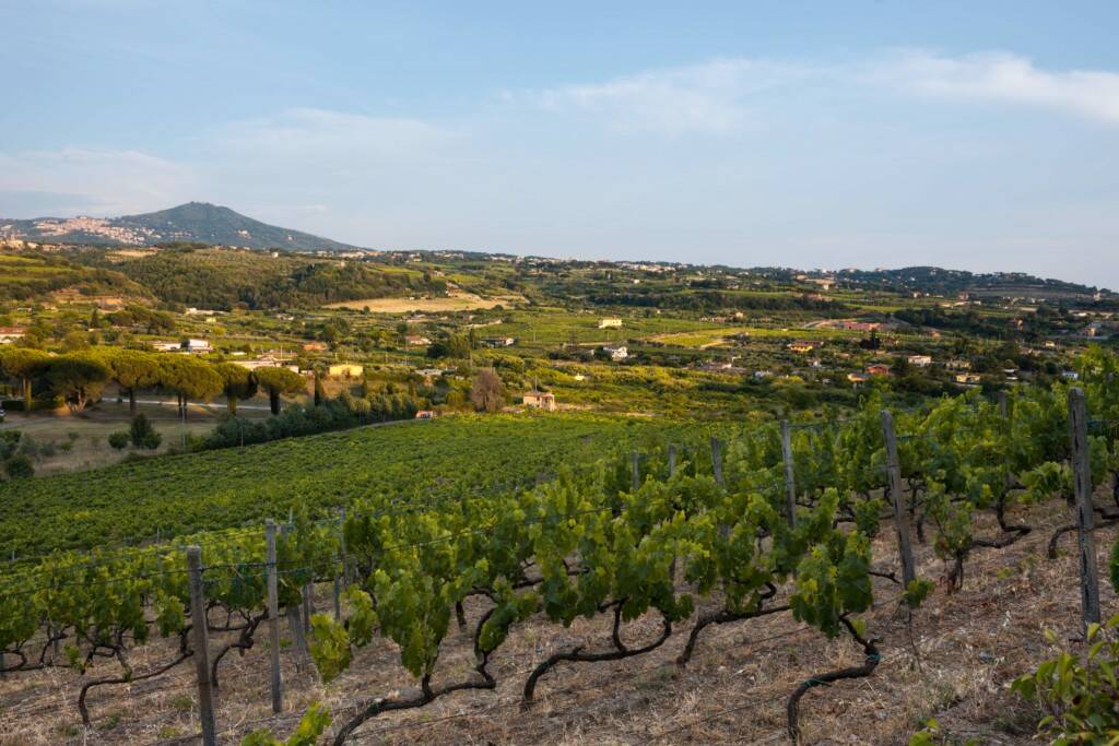 azienda vitivinicola “Gabriele Magno