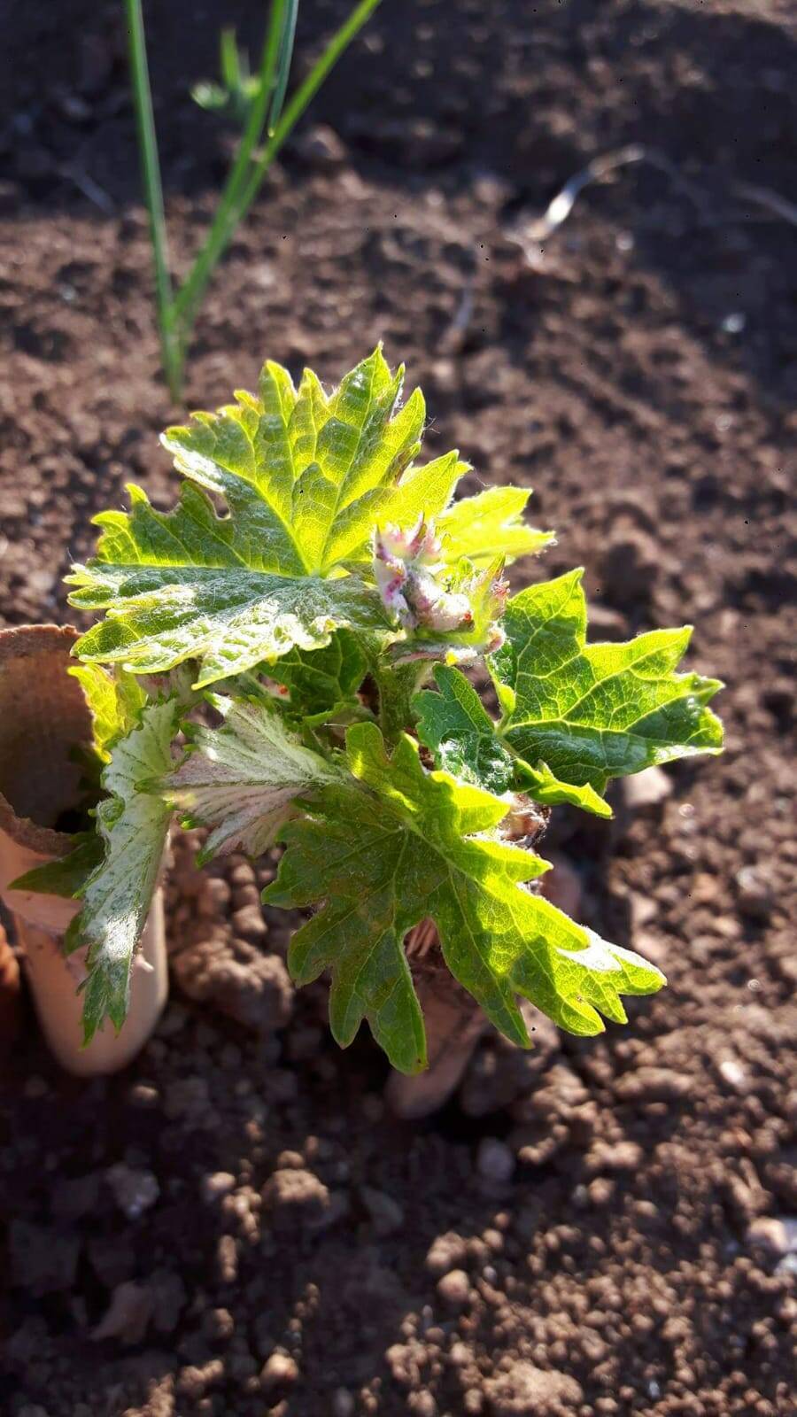 Le prime foglioline del vigneto impiantato nel 2016 a sostituzione del tendone preesistente