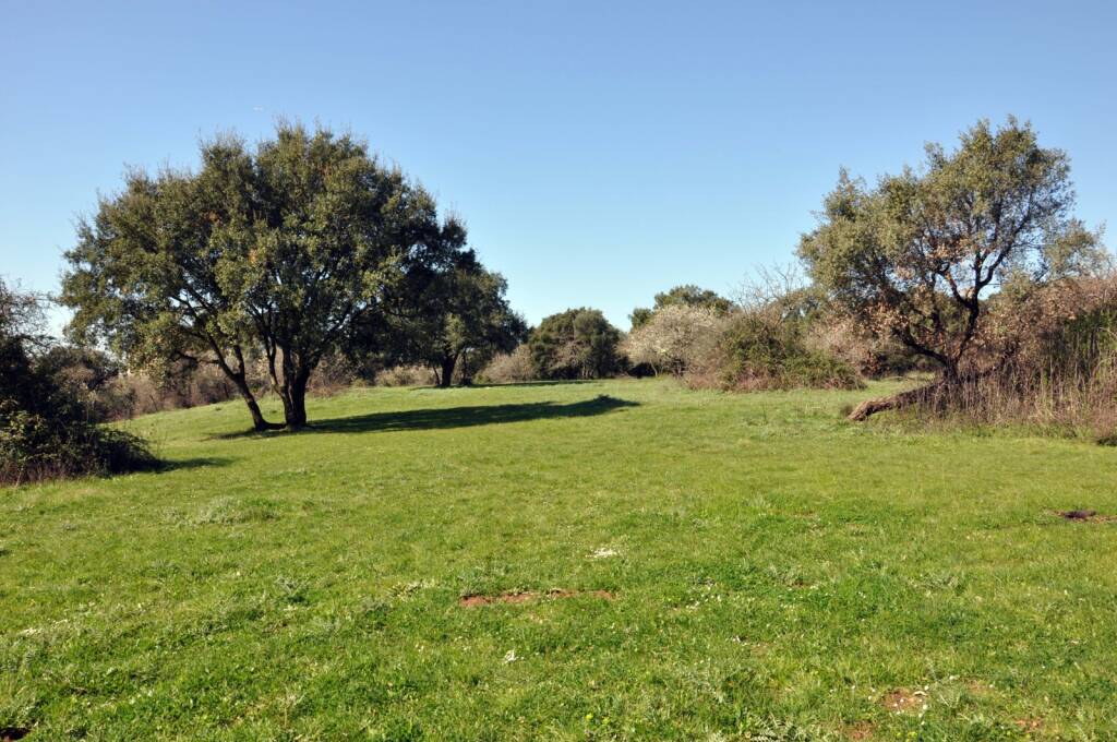 pomezia giornata albero