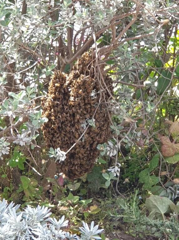 sciame di api genzano