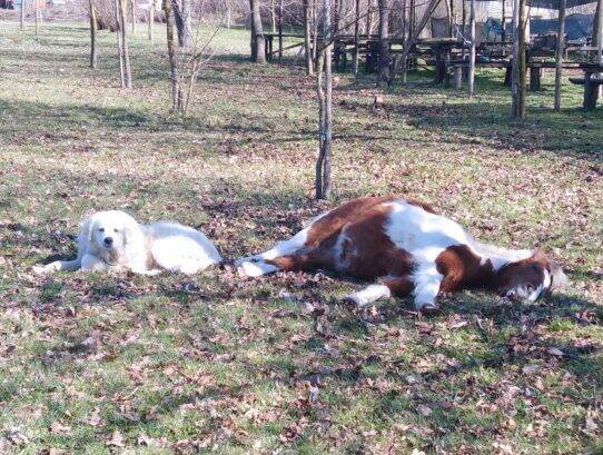 cane pony