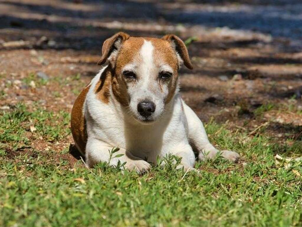 Jack Russel