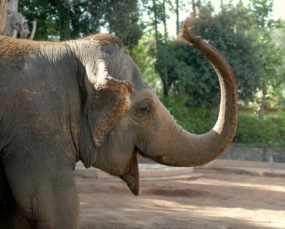 elefanti bioparco roma