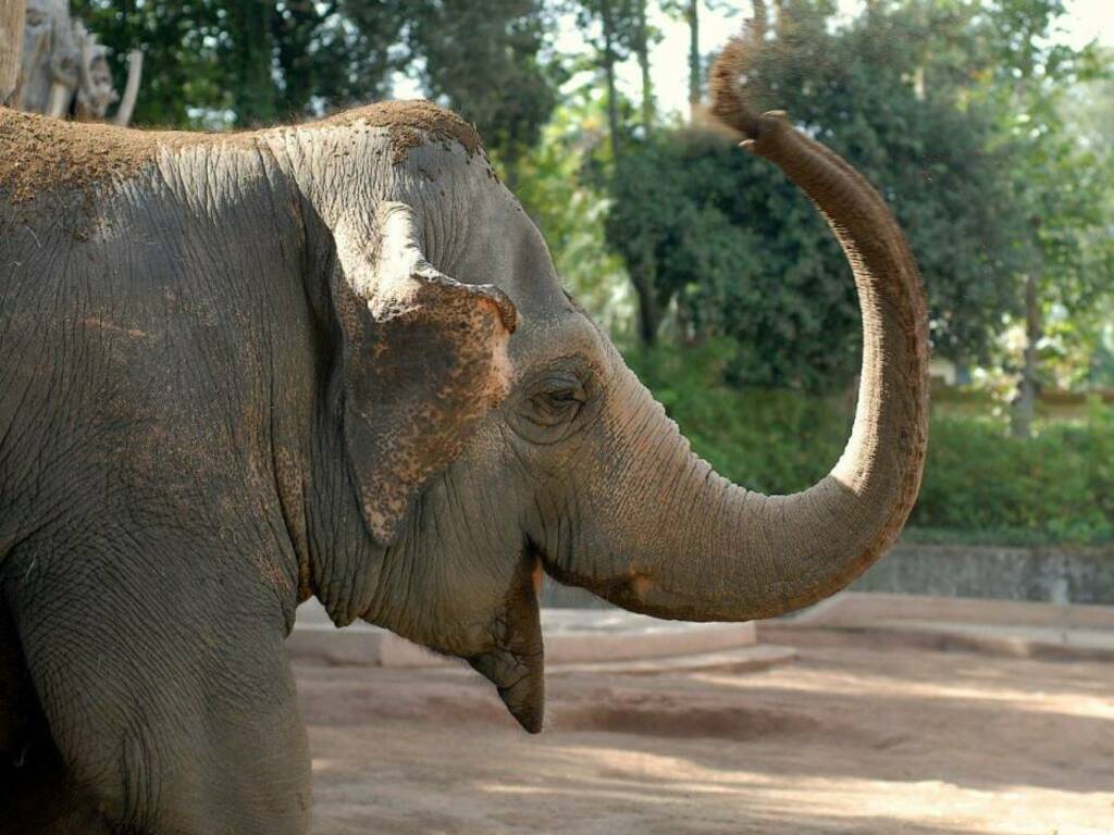 elefanti bioparco roma