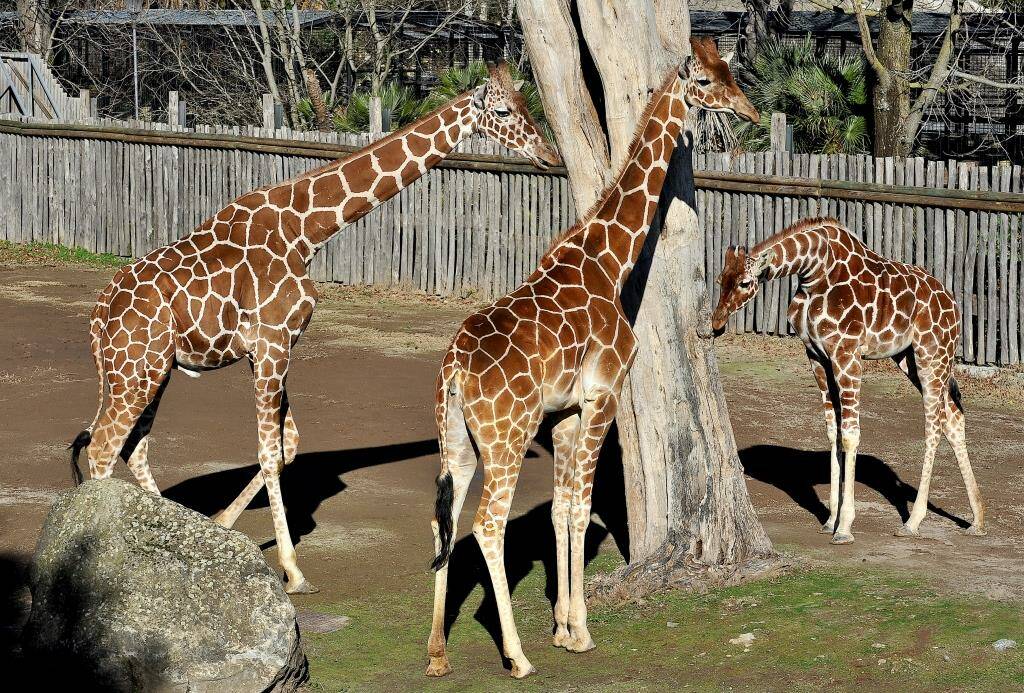 Giraffa Bioparco Roma