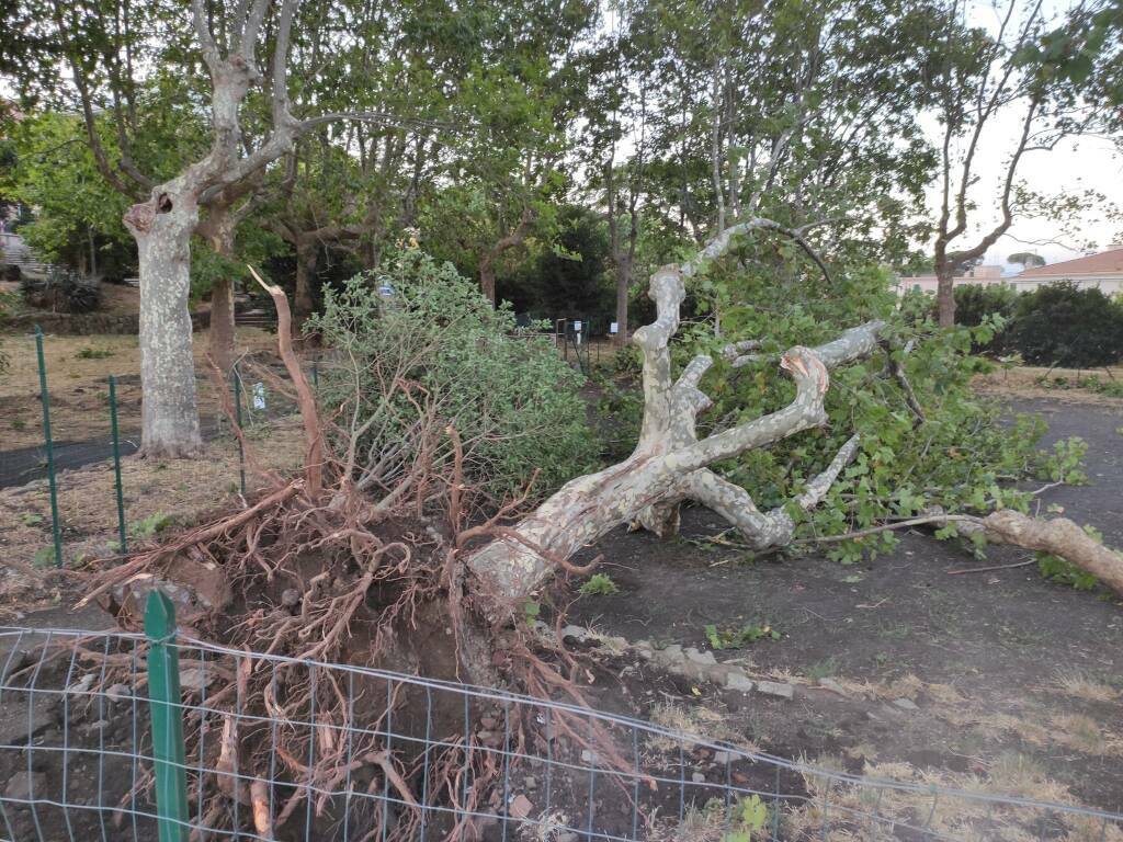 albero caduto area cani albano