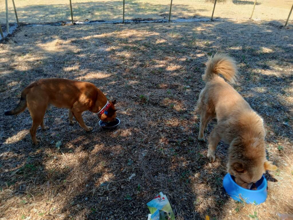 Lanuvio cani Marcello e Cappuccino 3