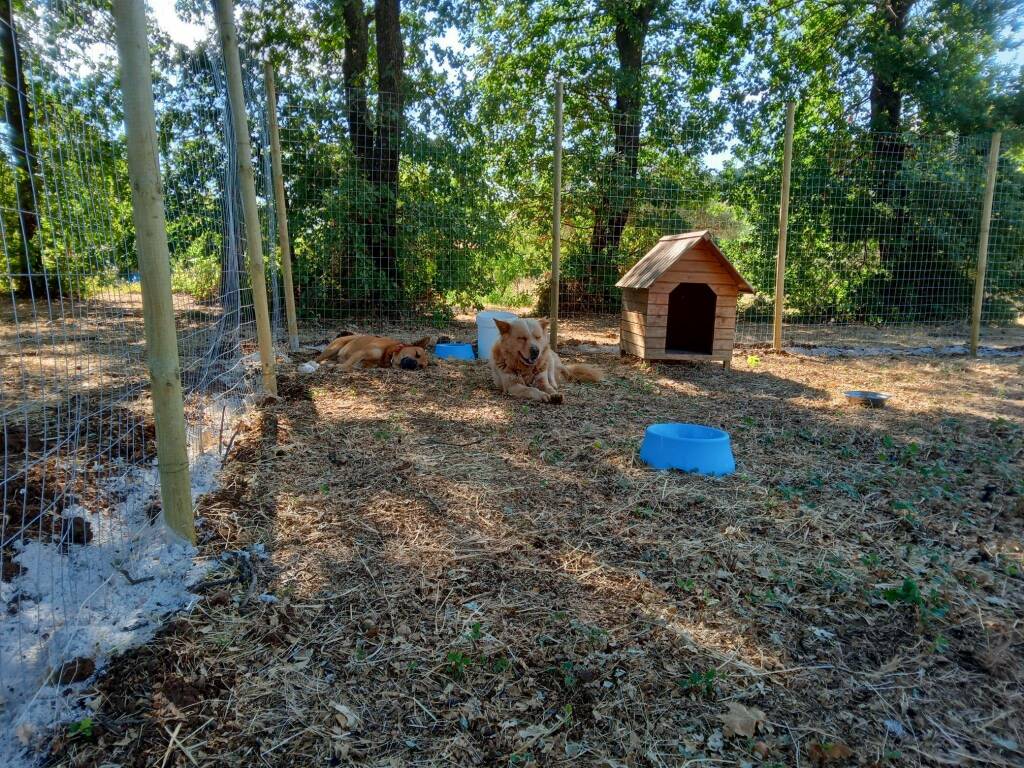 Lanuvio cani Marcello e Cappuccino 2