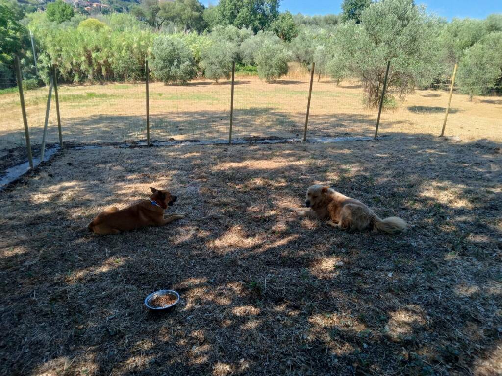 Lanuvio cani Marcello e Cappuccino 1