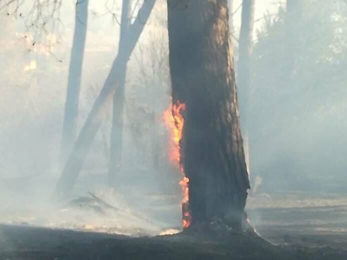 incendio albero tuscolo