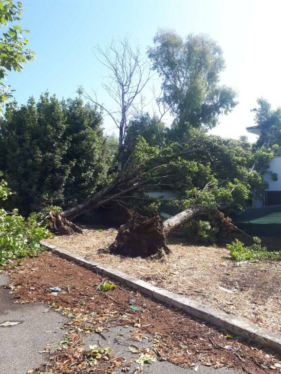 Maltempo, ingenti danni a Latina: alberi caduti sotto la furia del downburst