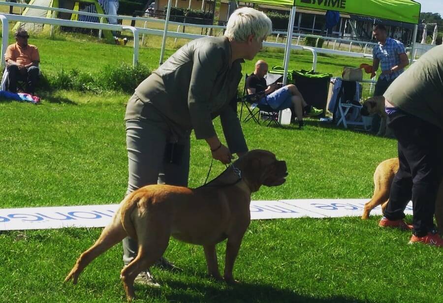 Bosco di Paliano cane 2