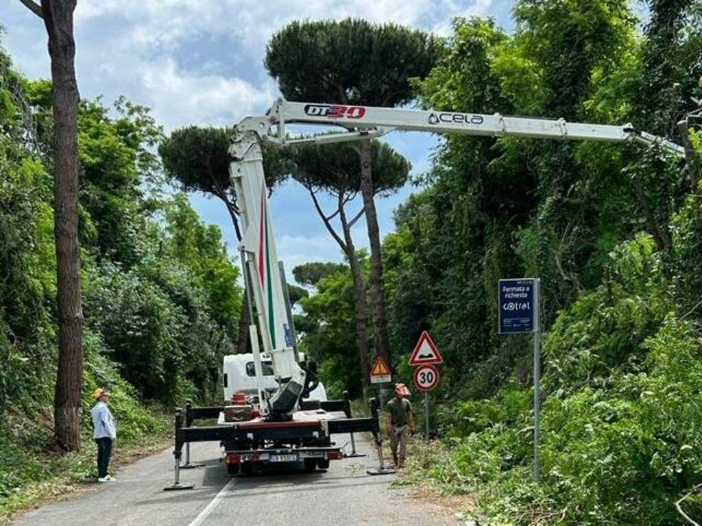 Castel Gandolfo lavori alberi Via Papalina 15 Giu 2023 1