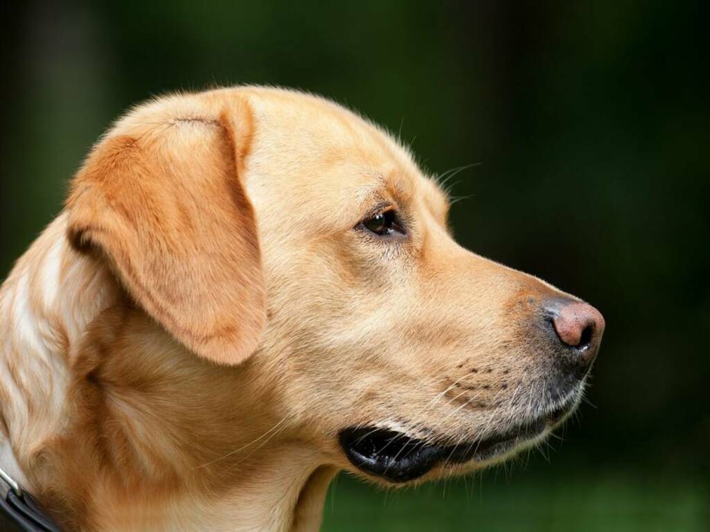 Labrador bianco generico