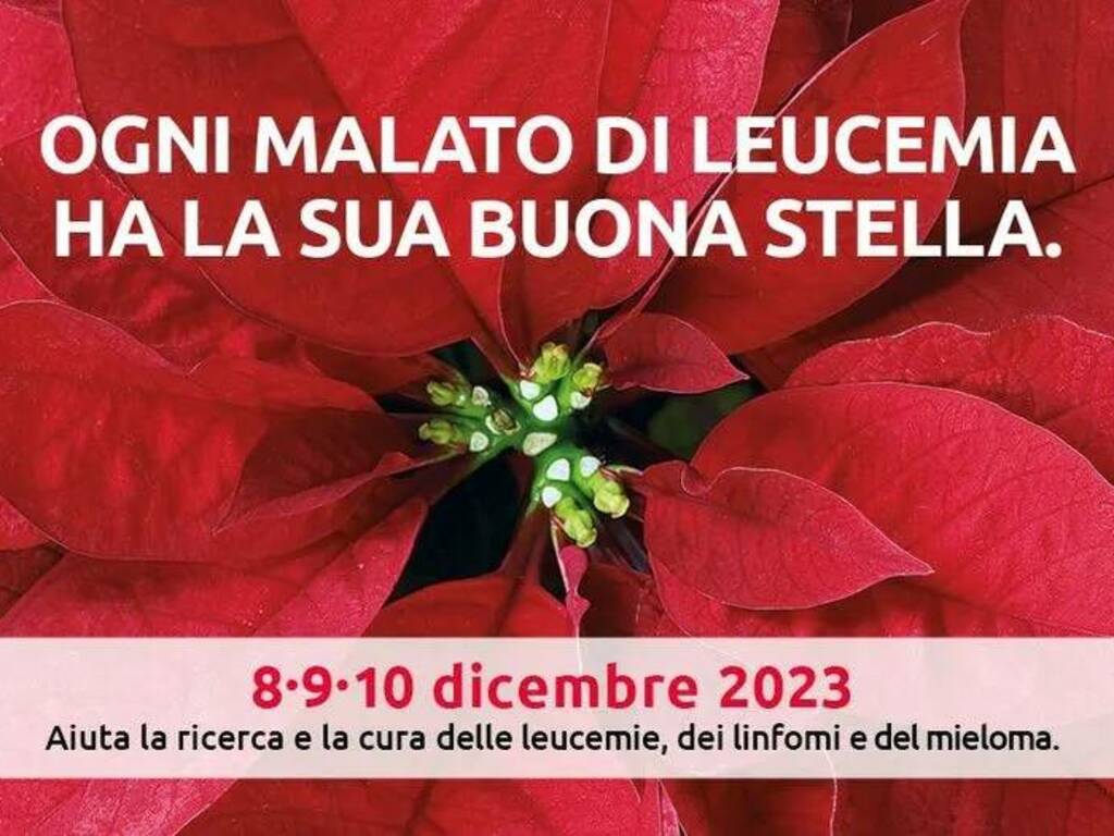 stelle di natale ail