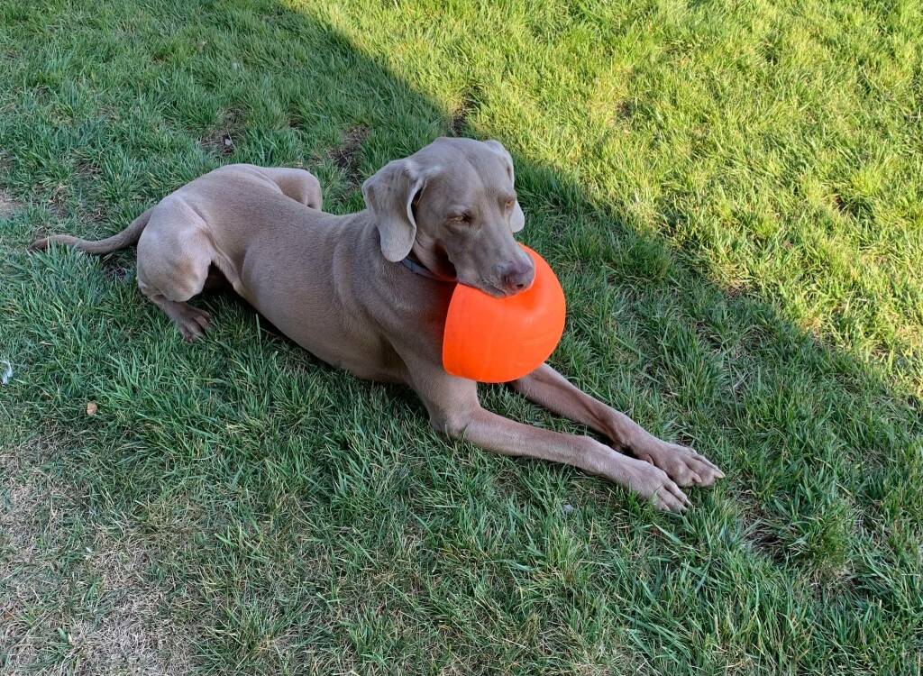 cane con palla